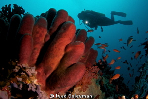Sponge & diver by Iyad Suleyman 
